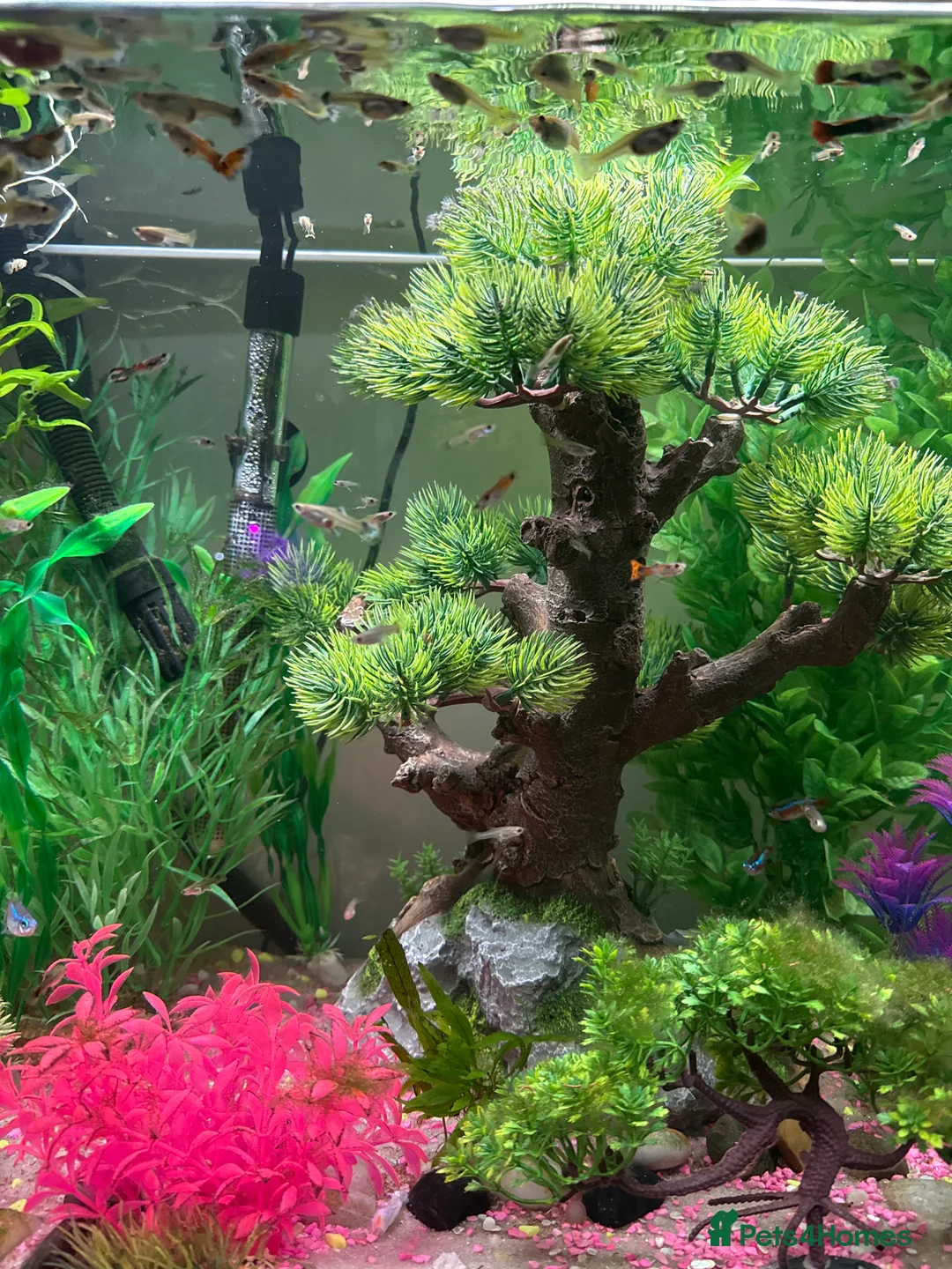 Live Bearers fish for sale: Guppy fry available   - Advert 1