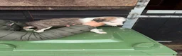 Mixed Breed dogs for sale: Collie whippet Bedlington greyhound puppies in Blackburn - Advert 3