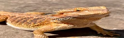 Bearded Dragon reptiles for sale: Beautiful female bearded dragon - Advert 6
