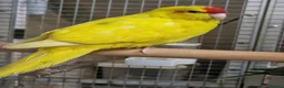 Parrots birds for sale: Birds/Parakeets/Parrots/Amazons  - Advert 2