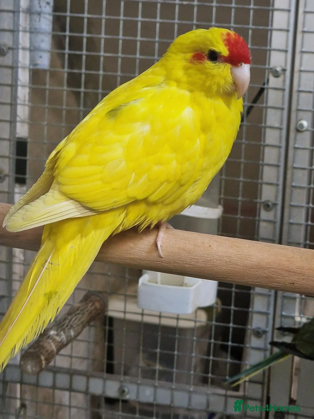 Parrots birds for sale: Birds/Parakeets/Parrots/Amazons  - Advert 2