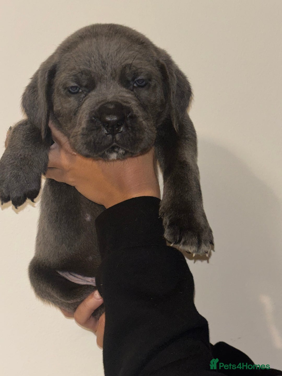 Cane Corso dogs for sale: Cane Corso Puppies **5 Male 2Female Left** - Advert 7