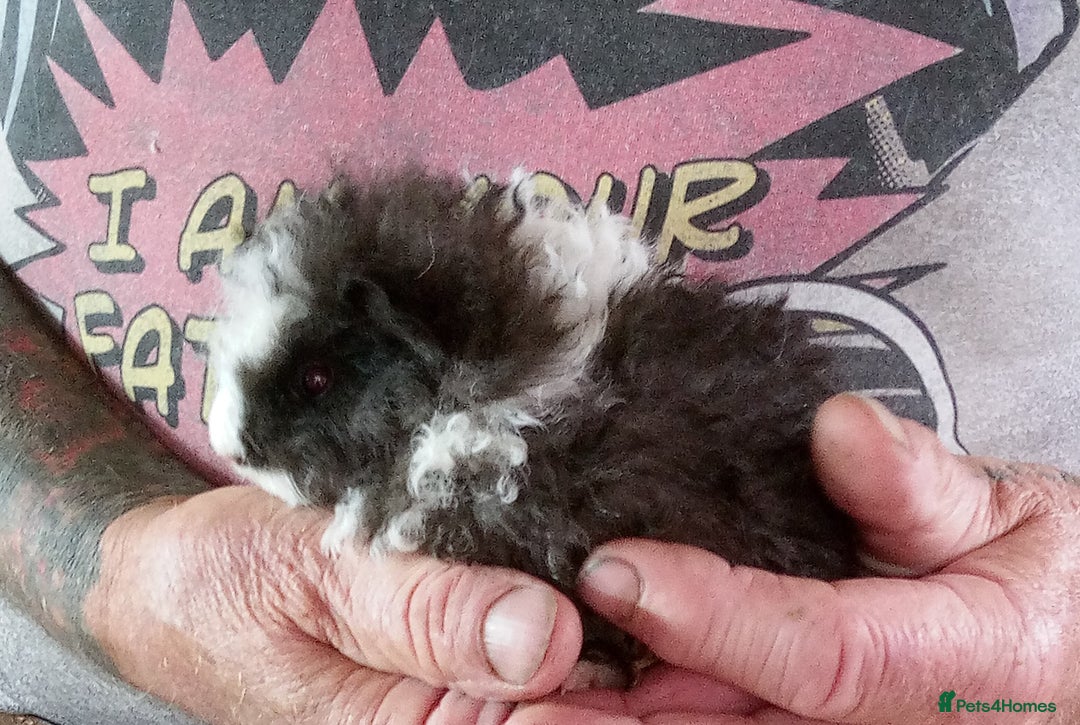 Guinea Pig rodents for sale: Long coated Guinea pigs  - Image 7