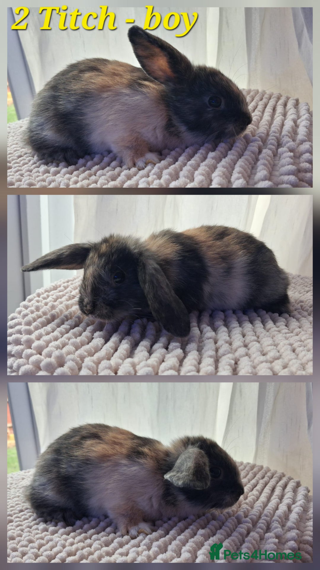 Mixed Breed rabbits for sale: Super cute rex x lop bunnies - Image 3