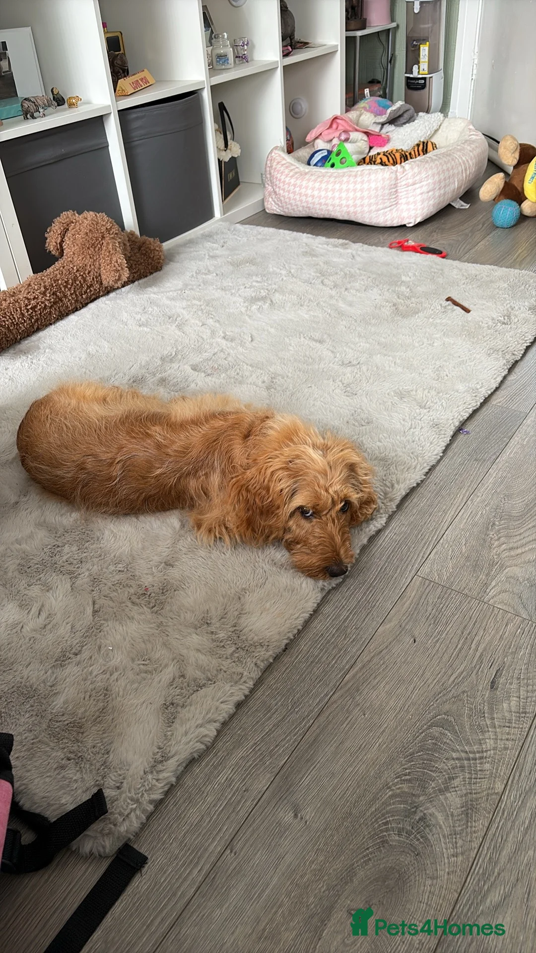 Cockapoo dogs for sale: Cockerpoo  in Wakefield - Advert 2