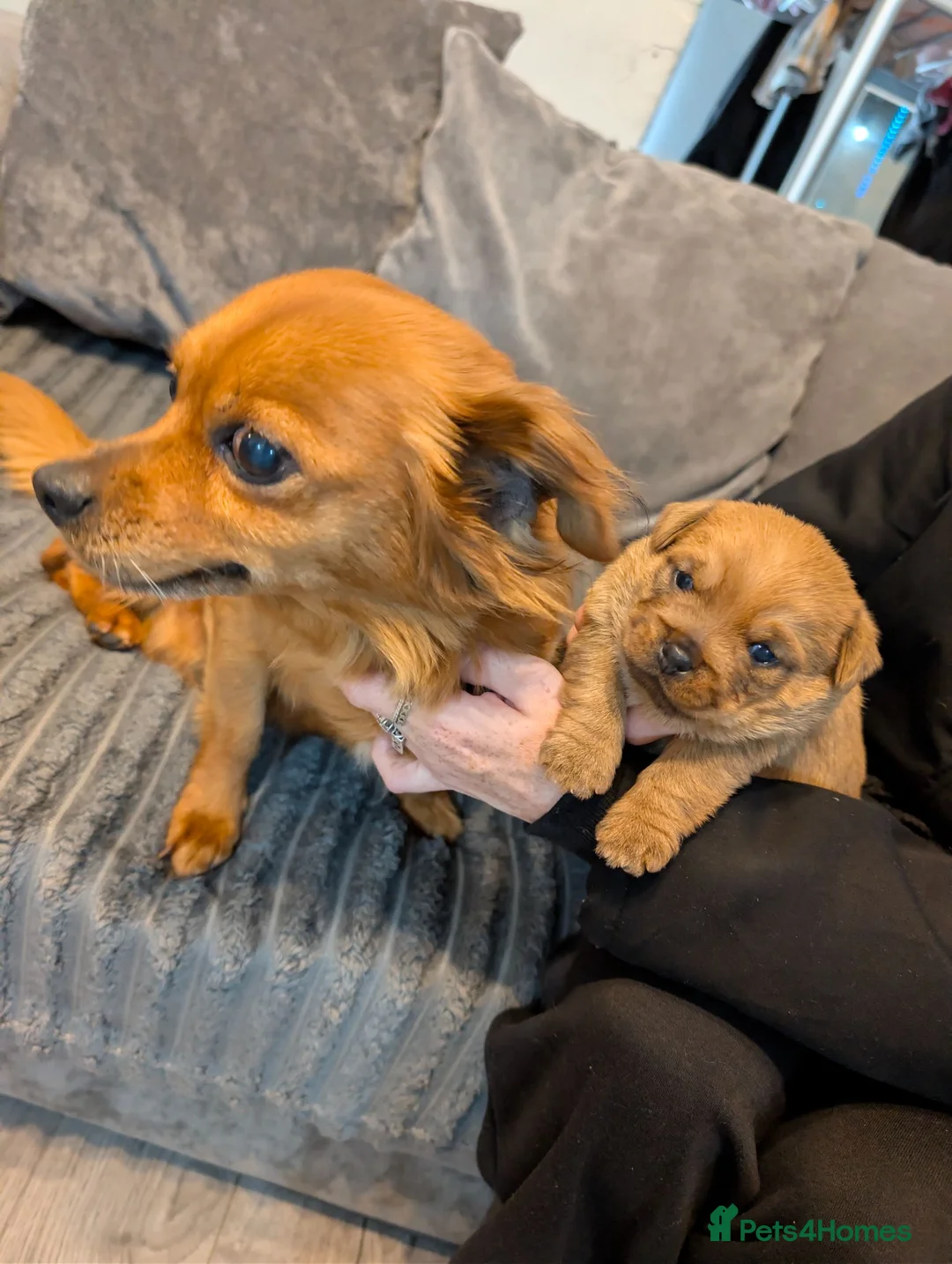 Mixed Breed dogs for sale: Beautiful Chihuahua cross shih Tzu pup in Smethwick - Advert 1