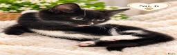 Mixed Breed cats for sale: Beautiful,  Kittens Looking for Loving Homes  - Advert 8