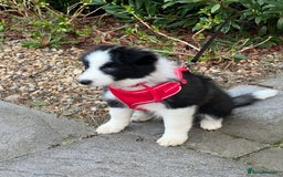 Border Collie dogs for sale: DUE 1st August Border collie Puppies - Image 24