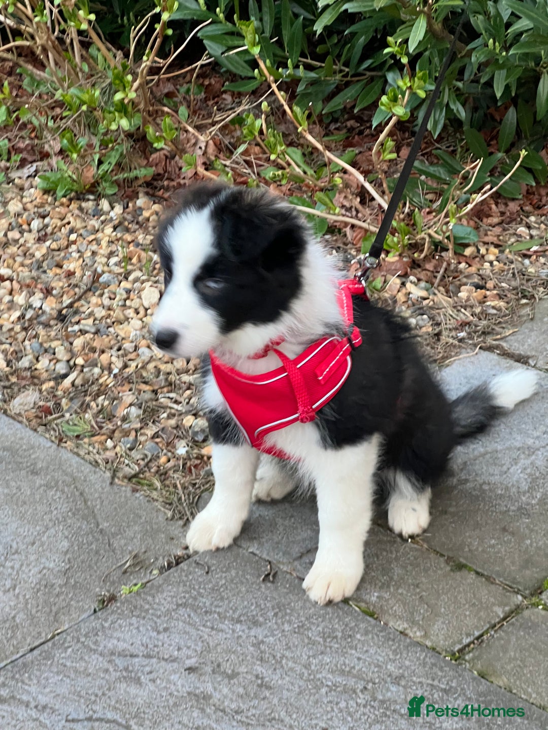 Border Collie dogs for sale: DUE 1st August Border collie Puppies - Image 24