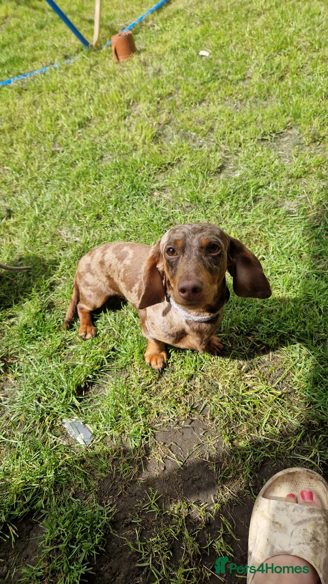 Miniature Dachshund dogs for sale: Miniature dachshund  - Advert 3