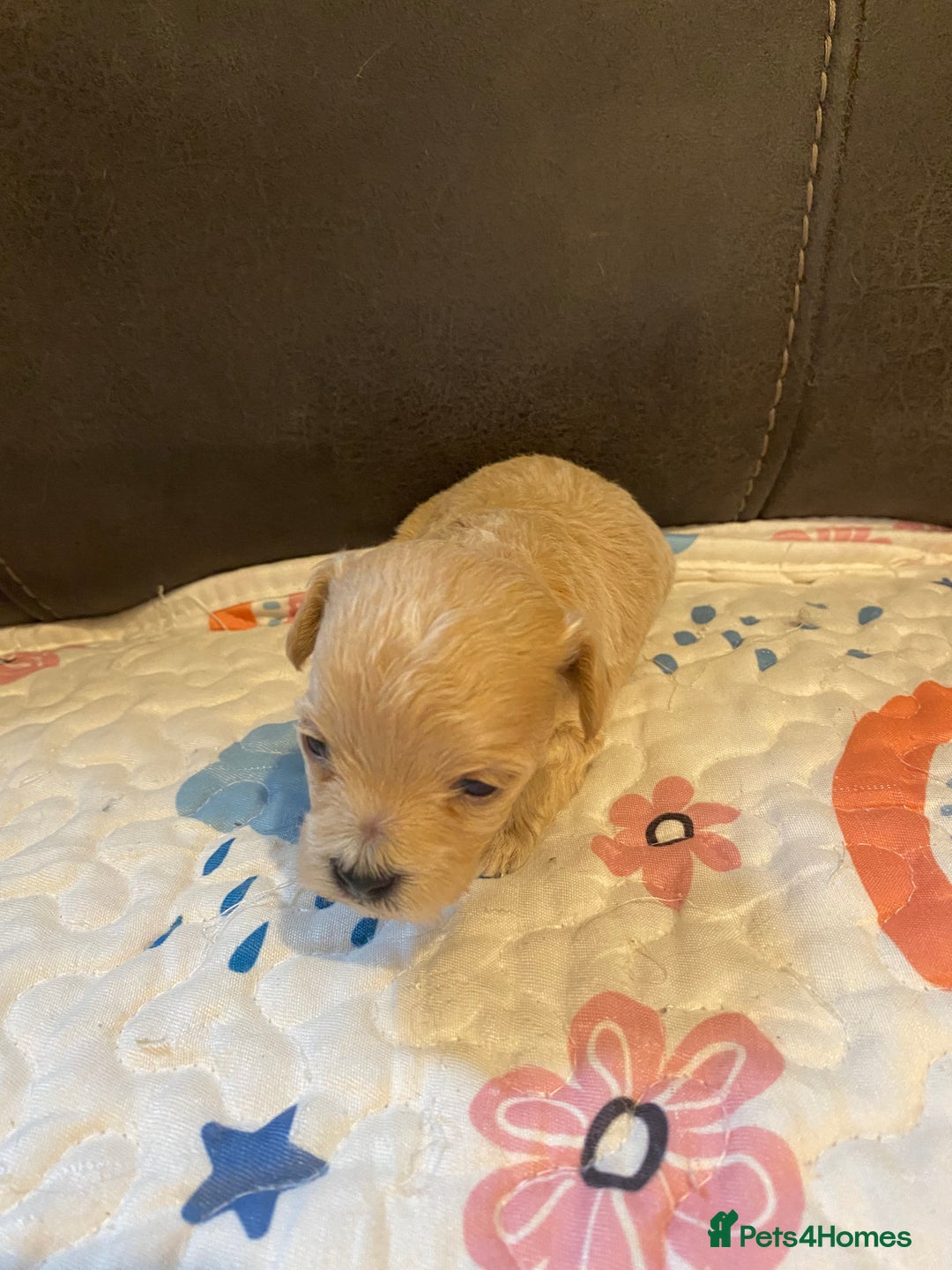 Maltipoo dogs for sale: Adorable Maltipoos Puppies  - Advert 6