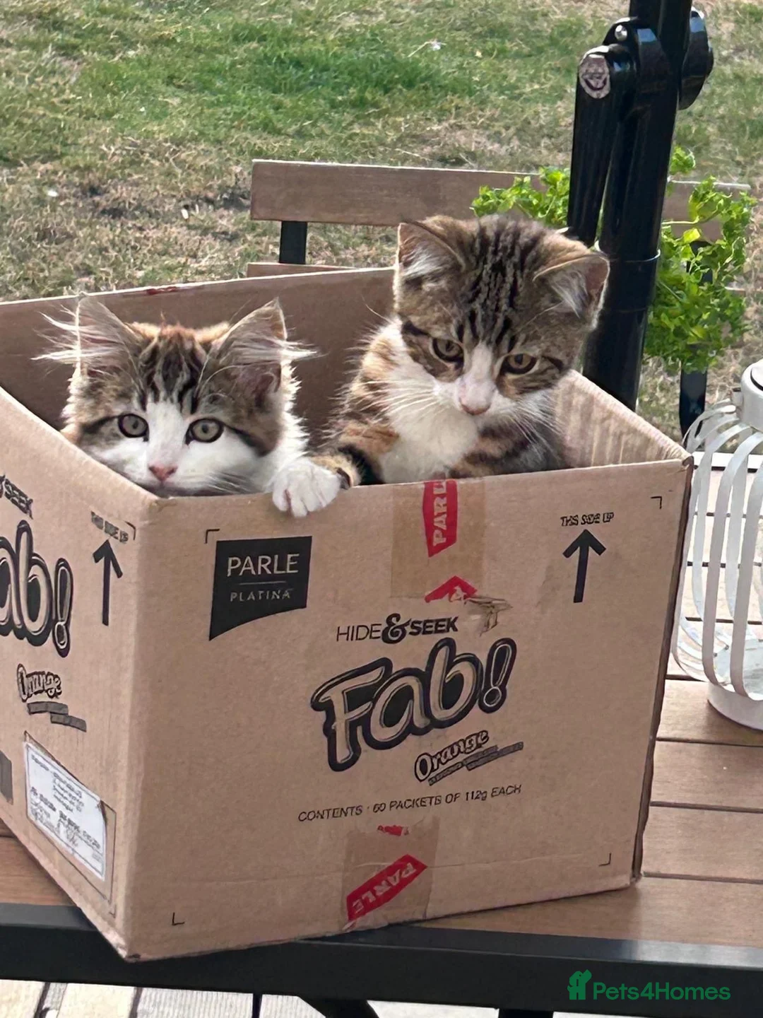 Mixed Breed cats for sale: Sushi and kiki in Birmingham - Advert 8