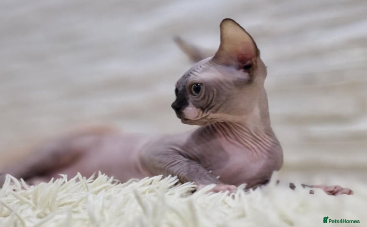 Sphynx cats in Leicester - Advert 9
