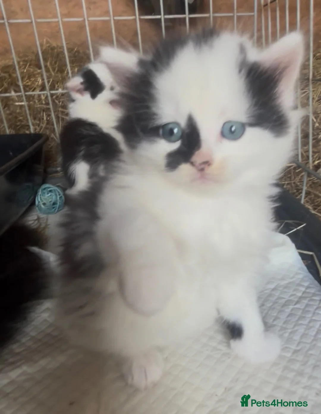 Mixed Breed cats for sale: Beautiful fluffy Kittens - Advert 8