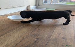 Mixed Breed dogs for sale: Gorgeous Black Poogledoodles Kid-Friendly Beauties - Image 21
