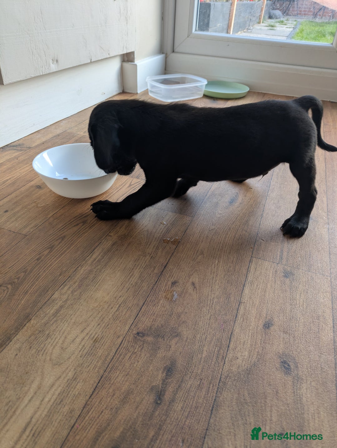 Mixed Breed dogs for sale: Gorgeous Black Poogledoodles Kid-Friendly Beauties - Image 21