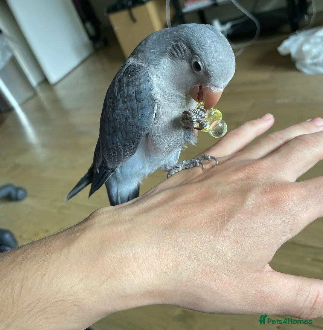 Parakeets birds for sale: Quaker Female Baby Handreared - Advert 1