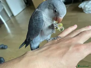 Parakeets birds Quaker Female Baby Handreared - Advert 4