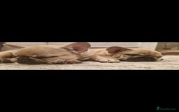 French Bulldog dogs for sale: French Bulldog puppies - Image 26