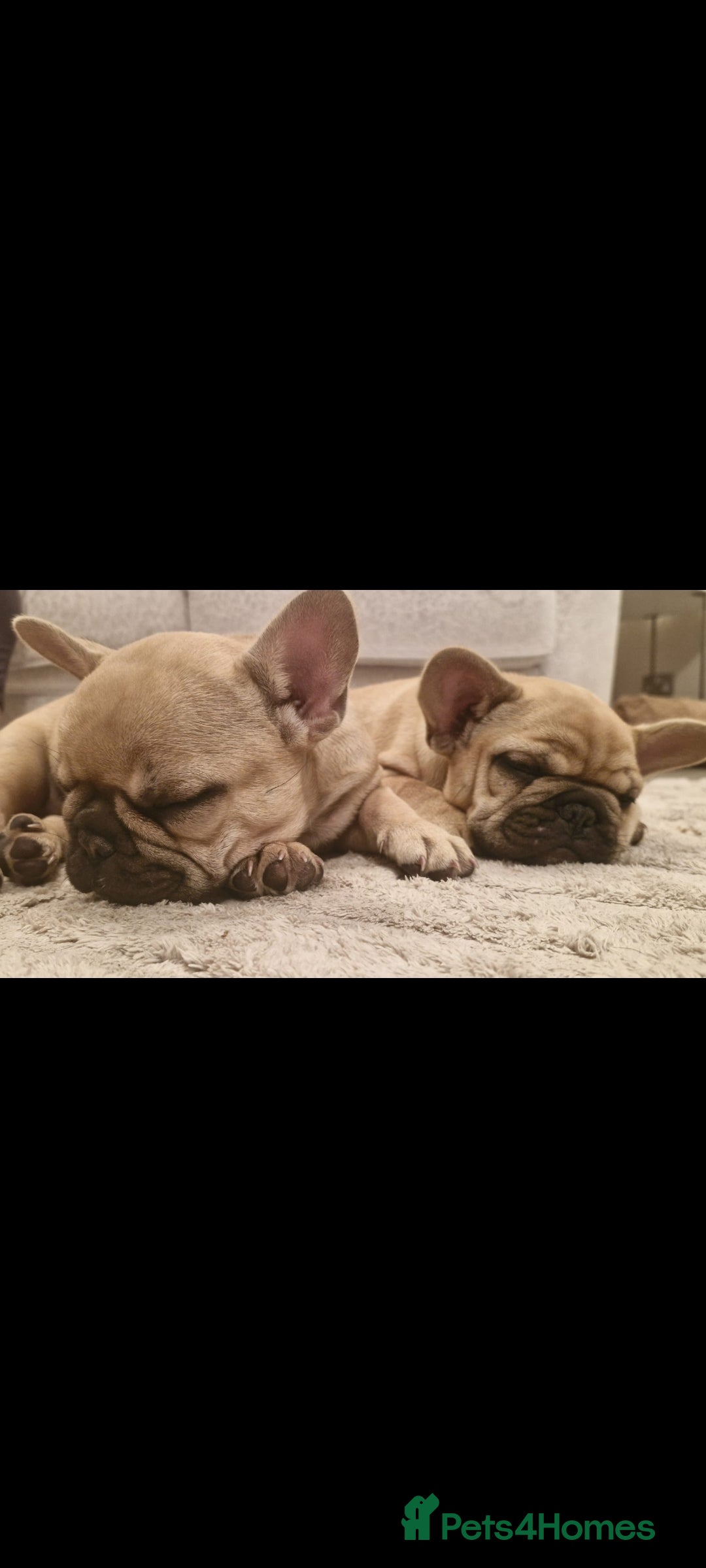 French Bulldog dogs for sale: French Bulldog puppies - Image 26