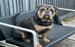 Dorset Olde Tyme Bulldogge dogs for stud: Proven LH fluffy carrier in Portsmouth - Image 5