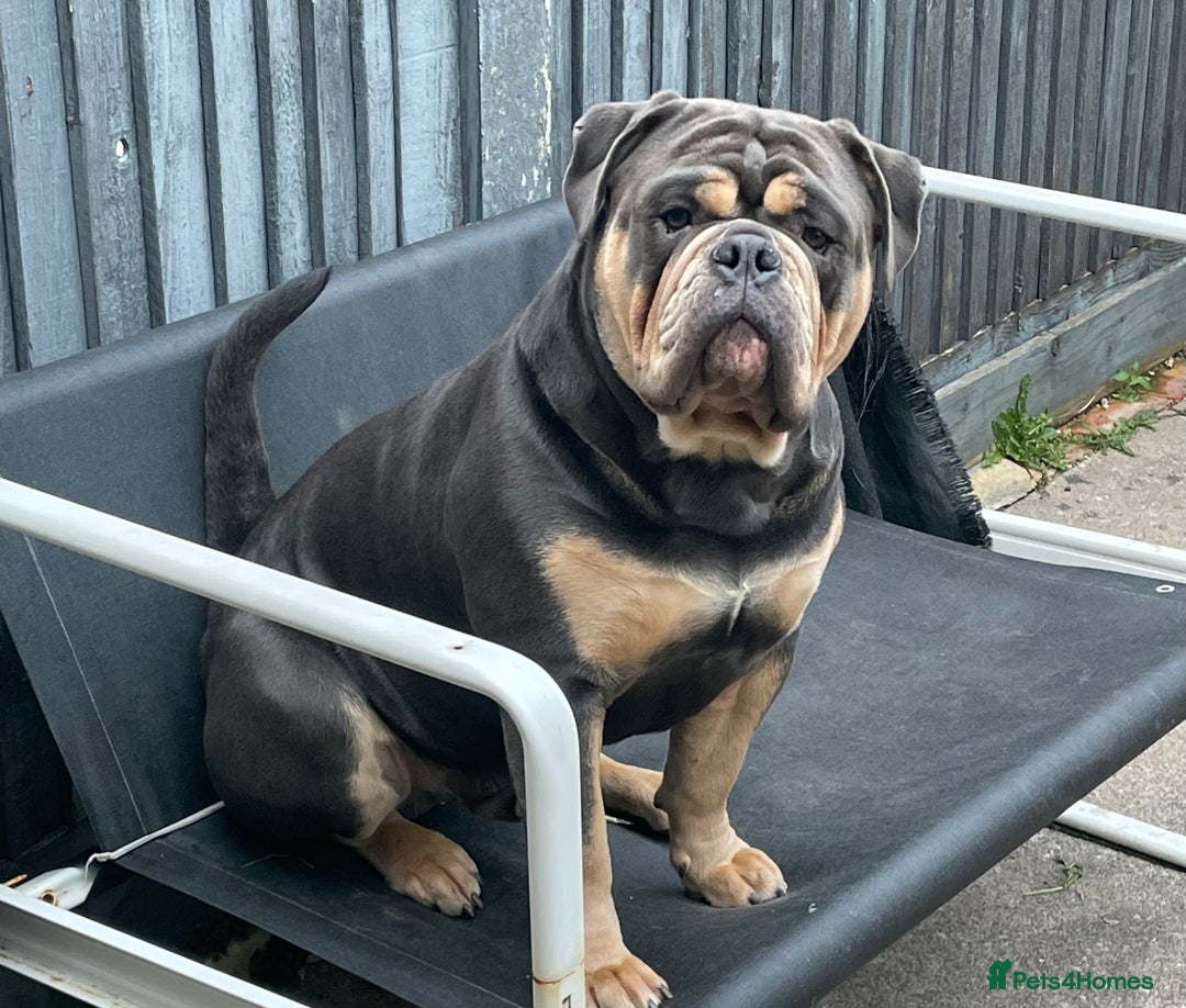 Dorset Olde Tyme Bulldogge dogs for stud: Proven LH fluffy carrier in Portsmouth - Image 5