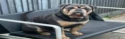Dorset Olde Tyme Bulldogge dogs for stud: Proven LH fluffy carrier in Portsmouth - Advert 6