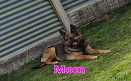 Belgian Shepherd Dog dogs for sale: Belgian shepherd's  - Image 10