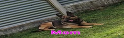 Belgian Shepherd Dog dogs for sale: Belgian malinois - Advert 16
