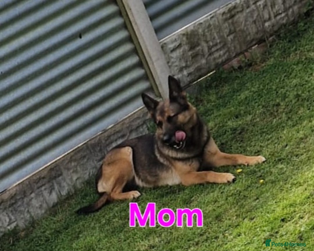 Belgian Shepherd Dog dogs for sale: Belgian shepherd's  - Image 10