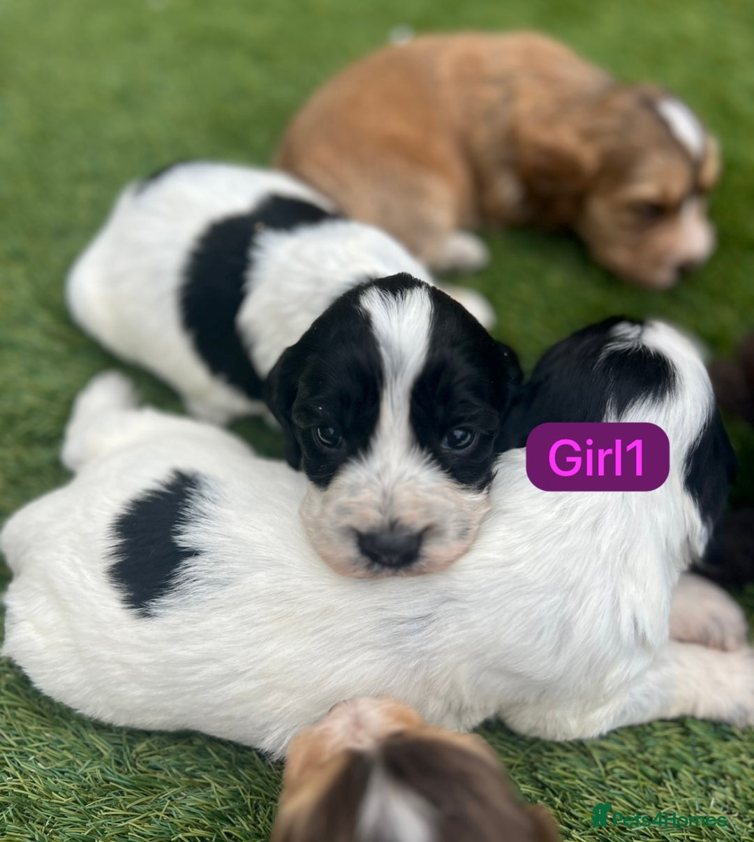 Cockapoo dogs for sale: F1B puppies - Image 5