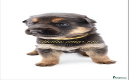 German Shepherd dogs for sale: KC GSD Puppies – Champion Bloodline Pairing - Image 4