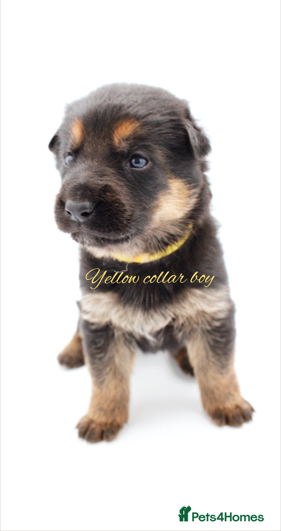 German Shepherd dogs for sale: KC GSD Puppies – Champion Bloodline Pairing - Image 4