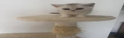 Scottish Fold cats for sale: Scottish fold and straight - Advert 6