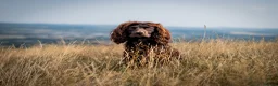 Cocker Spaniel dogs for stud: KC reg Working Cocker Spaniel for Stud - Advert 6