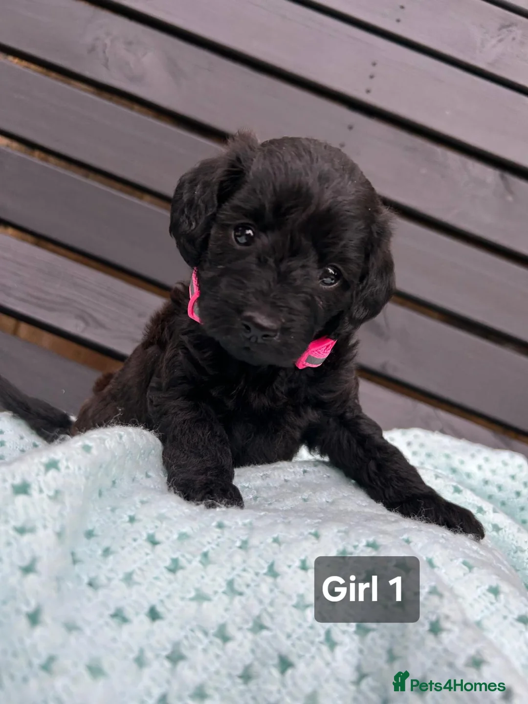 Labradoodle dogs for sale: Adorable Miniture F1B Labradoodle puppies - Advert 2