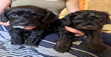 Cockapoo dogs - Advert 10