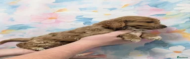Cockapoo 3
