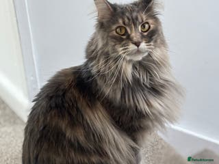 Maine Coon cats 7 Maine coon kittens for a loving home - Advert 2