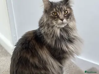 Maine Coon cats 7 Maine coon kittens for a loving home - Advert 5