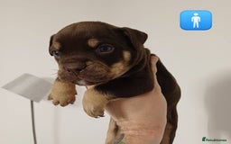 Mixed Breed dogs for sale: British Bulldog, Staffy Cross Pups - Advert 1