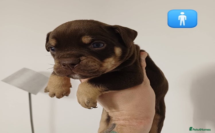 Mixed Breed dogs British Bulldog, Staffy Cross Pups - Advert 1