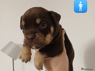 Mixed Breed dogs British Bulldog, Staffy Cross Pups - Advert 15