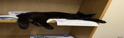Domestic Shorthair cats for sale: 2 black kittens  - Advert 1