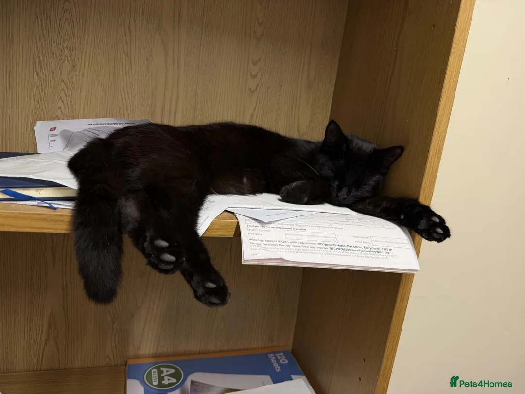 Domestic Shorthair cats for sale: 2 black kittens  - Advert 1