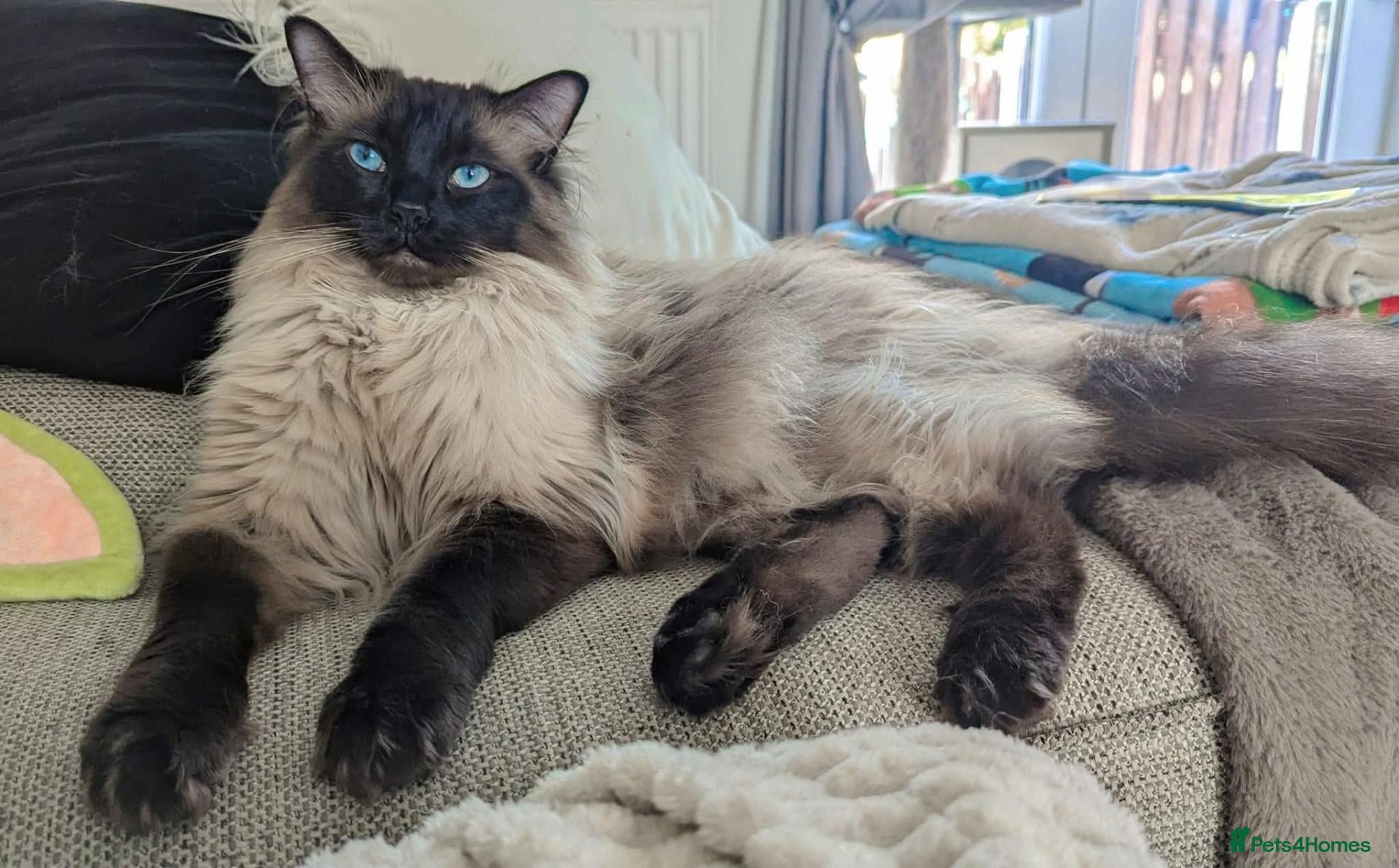 Ragdoll cats Giant beautiful boy.  - Advert 5
