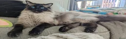 Ragdoll cats for sale: Giant beautiful boy.  - Advert 1