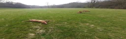 Rhodesian Ridgeback dogs for sale: 🦁RHODESIAN RIDGEBACKS PUPPIES🦁  - Advert 17