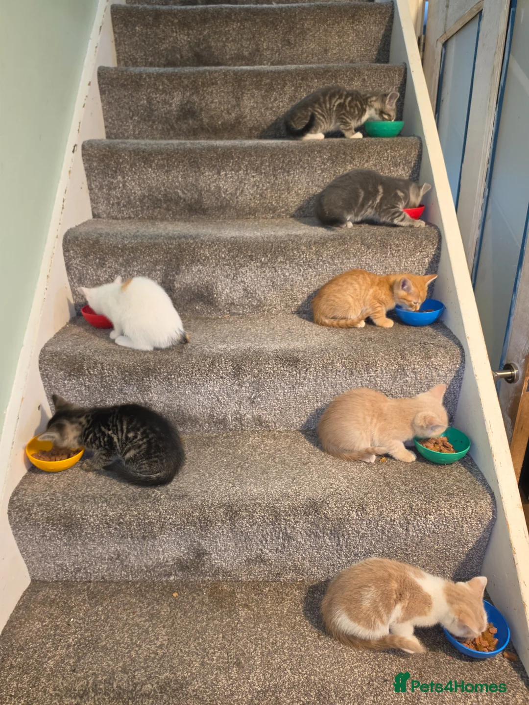 Mixed Breed cats for sale: Adorable kittens  in Edgware - Advert 1