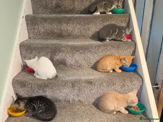 Mixed Breed cats Adorable kittens - Advert 2